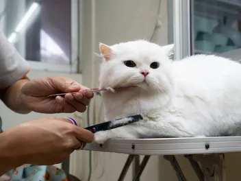 7 Cat Haircut Styles for Inspiration (With Pictures)