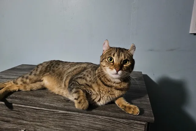 14 DIY Wooden Cat Beds You Can Create at Home (With Pictures)
