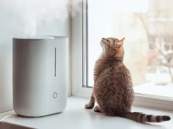 Will a Humidifier Help a Cat with Congestion? Vet Reviewed Facts & FAQ
