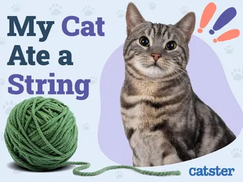 My Cat Ate String! Our Vet Explains What to Do