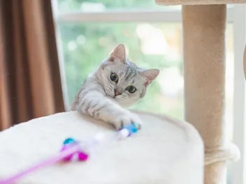 10 DIY Feather Cat Toys You Can Make Today (With Pictures)