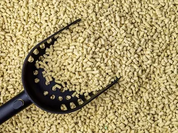 10 Best Natural Cat Litters in 2026 - Reviews & Top Picks