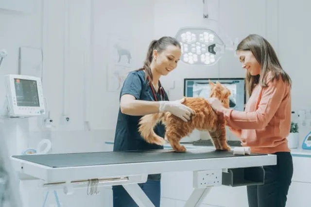 Maine Coon Hip Dysplasia: Why Is It So Common? Our Vet Answers