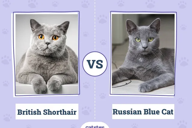 British Shorthair vs Russian Blue: Breed Comparison (With Pictures)