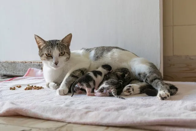 How Many Kittens Are in a Litter? Vet-Reviewed Health Facts