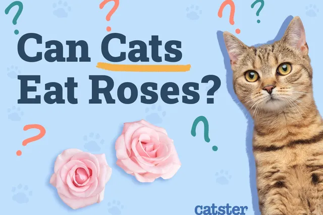 Can Cats Eat Roses? Vet-Reviewed Safety Facts & Information
