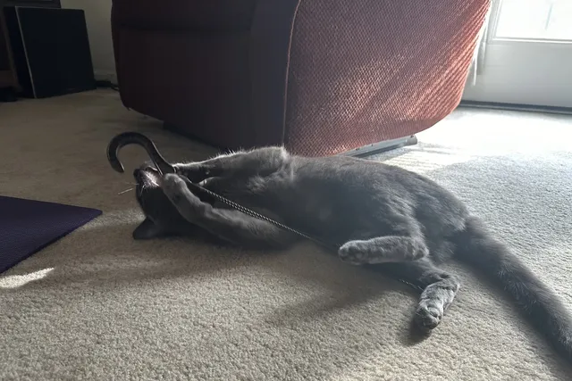 The Remarkable Russian Blue: Comparing Olga to the Breed Standard