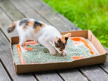 What Is the Worst Cat Litter Type? Considerations & Advice (Vet-Reviewed)