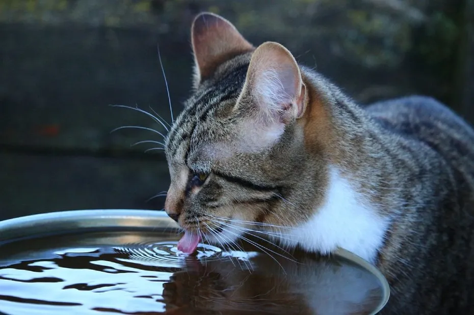close up cat drinking water