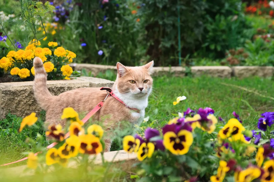 a-light-beige-cat-with-a-pink-collar-stands-behind-a-flower-bed-with-violets-in-the-garden