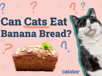Can Cats Eat Banana Bread? Vet-Approved Facts & FAQ