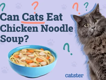 Can Cats Eat Chicken Noodle Soup? Vet-Reviewed Facts & Risks