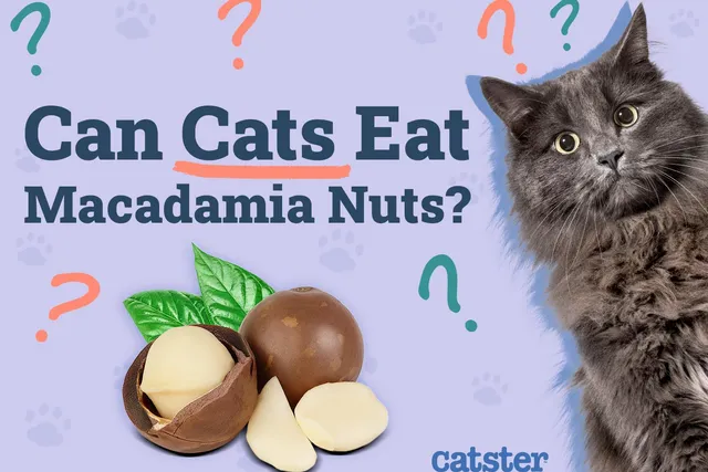 Can Cats Eat Macadamia Nuts? Vet-Approved Facts & FAQ