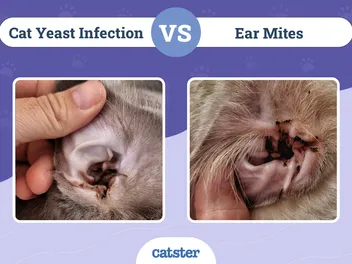 Cat Yeast Infection vs. Ear Mites: Vet Reviewed Differences (With Pictures)