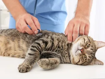 How Long Can a Cat Live With Hypertrophic Cardiomyopathy? (Vet Answer)