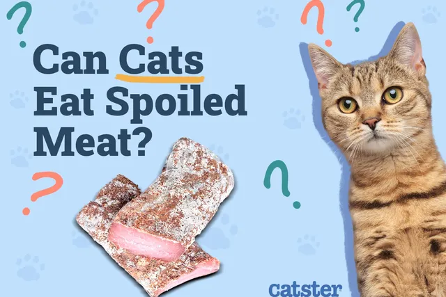 Can Cats Eat Spoiled Meat? Vet-Reviewed Facts & FAQs