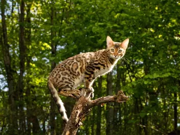 20 Interesting & Unique Bengal Cat Facts (2026 Update)