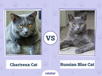 Chartreux Cat vs Russian Blue Cat: What Is the Difference? (With Info & Pictures, Vet-Reviewed)