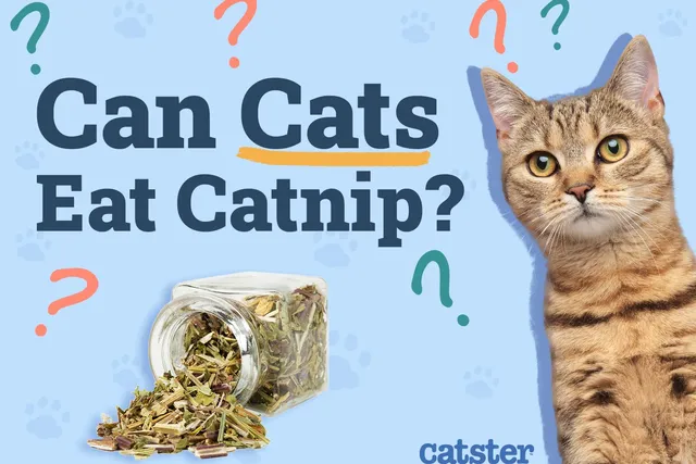 Can Cats Eat Catnip or Is It Just for Sniffing? Vet-Verified Facts