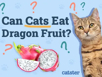 Can Cats Eat Dragon Fruit? Vet-Reviewed Facts & FAQ