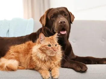 How to Get a Cat and Dog to Get Along: 10 Tips & Tricks to Help Bonding
