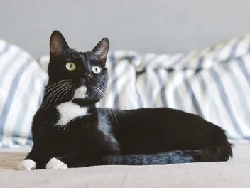Why Do Cats Stare at Nothing? 4 Possible Reasons