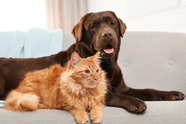 How to Get a Cat and Dog to Get Along: 10 Tips & Tricks to Help Bonding