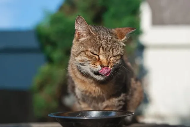 9 Human Foods That Cats Can Safely Eat: Vet-Reviewed Dishes