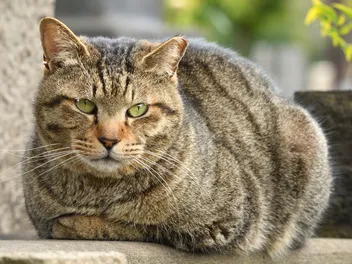 7 Fascinating Facts About the Brown Tabby Cat (Vet-Verified)