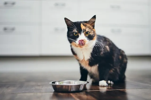 3 DIY Tuna Pumpkin Cat Treat Recipes: Vet Approved Treats