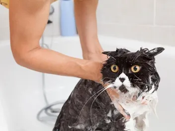 9 Best Cat Shampoos for Persian Cats in 2026 - Reviews & Top Picks