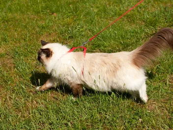 Can Ragdoll Cats Swim? Do They Like Water? Vet-Reviewed Information