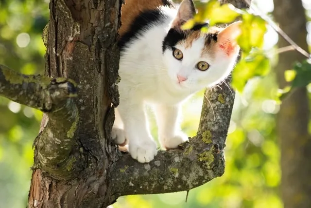 Will a Cat Eventually Come Down From a Tree? Vet-Approved Tips to Help Them