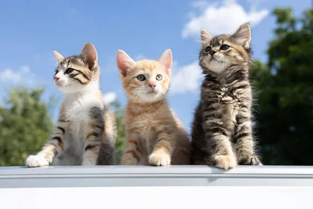 Why Do Cats Have Different Colored Kittens? Vet-Approved Facts & FAQ