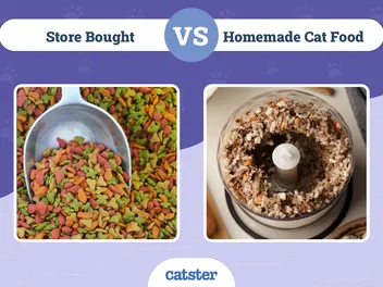 Store Bought vs Homemade Cat Food: Vet-Reviewed Pros, Cons & FAQ