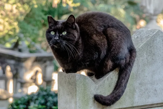 Black Cat Awareness Month: When Is It & How to Celebrate