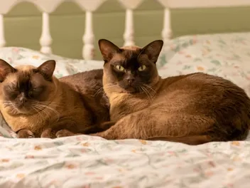 Do Burmese Cats Shed A Lot? Vet-Verified Facts & Care Tips