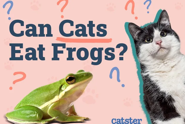 Can Cats Eat Frogs? Vet-Reviewed Safety Facts
