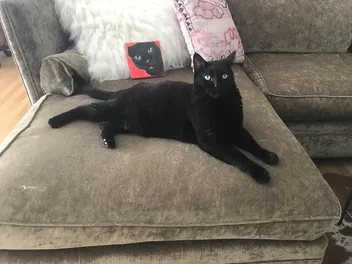 What a Very Bad Kitty Taught My Family