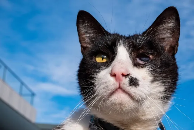 Uveitis in Cats: Vet-Reviewed Causes, Signs & Treatment