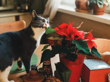 How to Keep Cats Away From Poinsettias: 7 Vet-Verified Ways