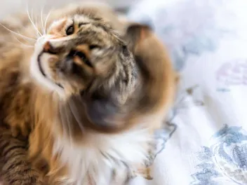 Why Is My Cat Shaking? Our Vet Explains