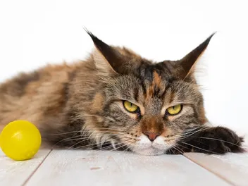 Do Cats Get Annoyed? 10 Vet-Reviewed Signs & What to Avoid