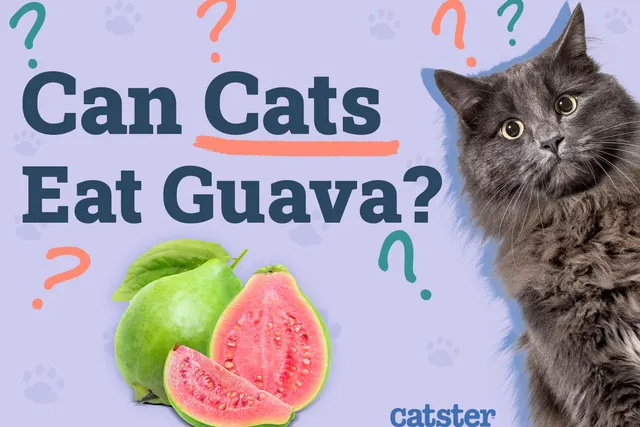 Can Cats Eat Guava? Vet-Approved Facts & FAQ