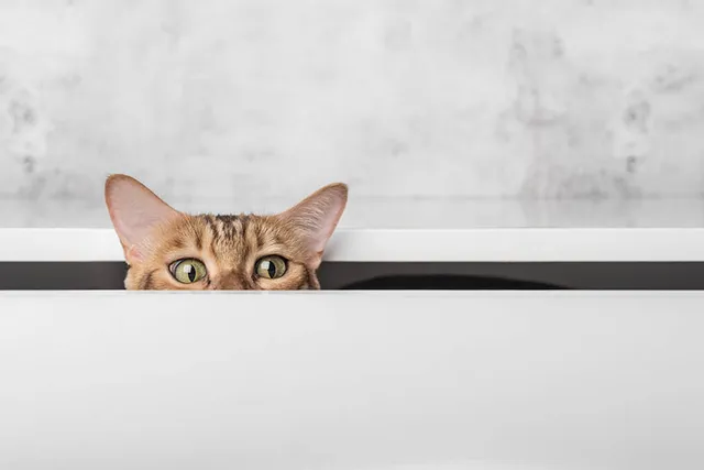 Cats & Stalking: Why Do They Do It? 4 Vet-Reviewed Reasons