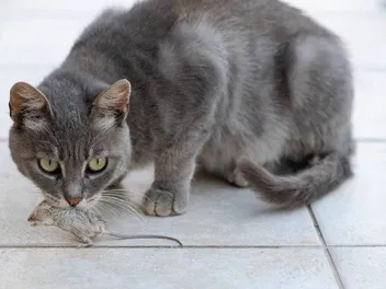 My Cat Brought Me a Mouse, What Should I Do?