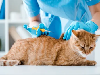 National Microchipping Month 2026: When & What It Is