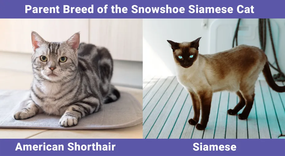 Parent Breed of the Snowshoe Siamese Cat