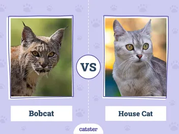 Bobcat vs House Cat: The Differences Explained (With Pictures)