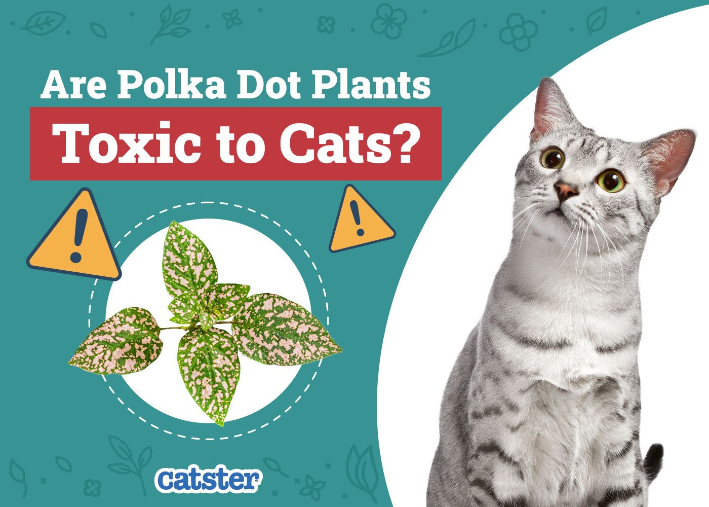 Catster_Are Polka Dot Plants Toxic to Cats